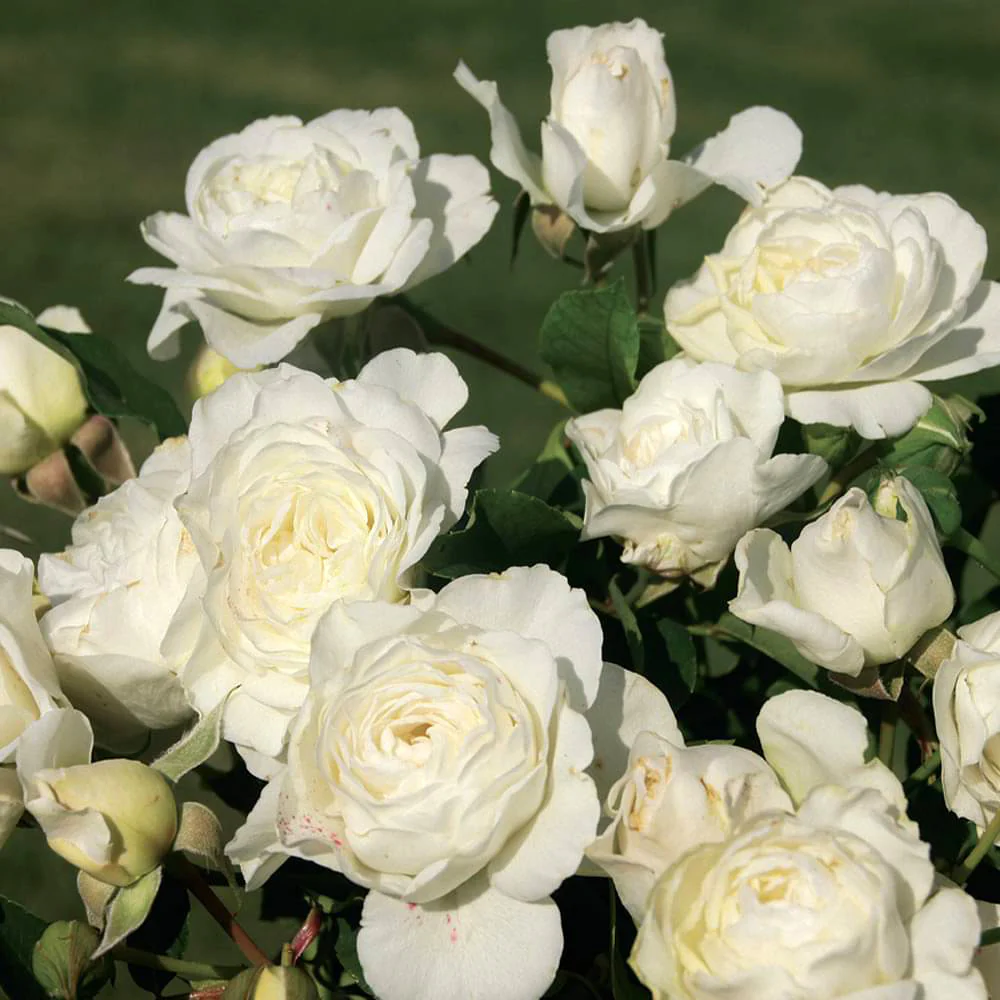 Luna Love™ Rose Bush