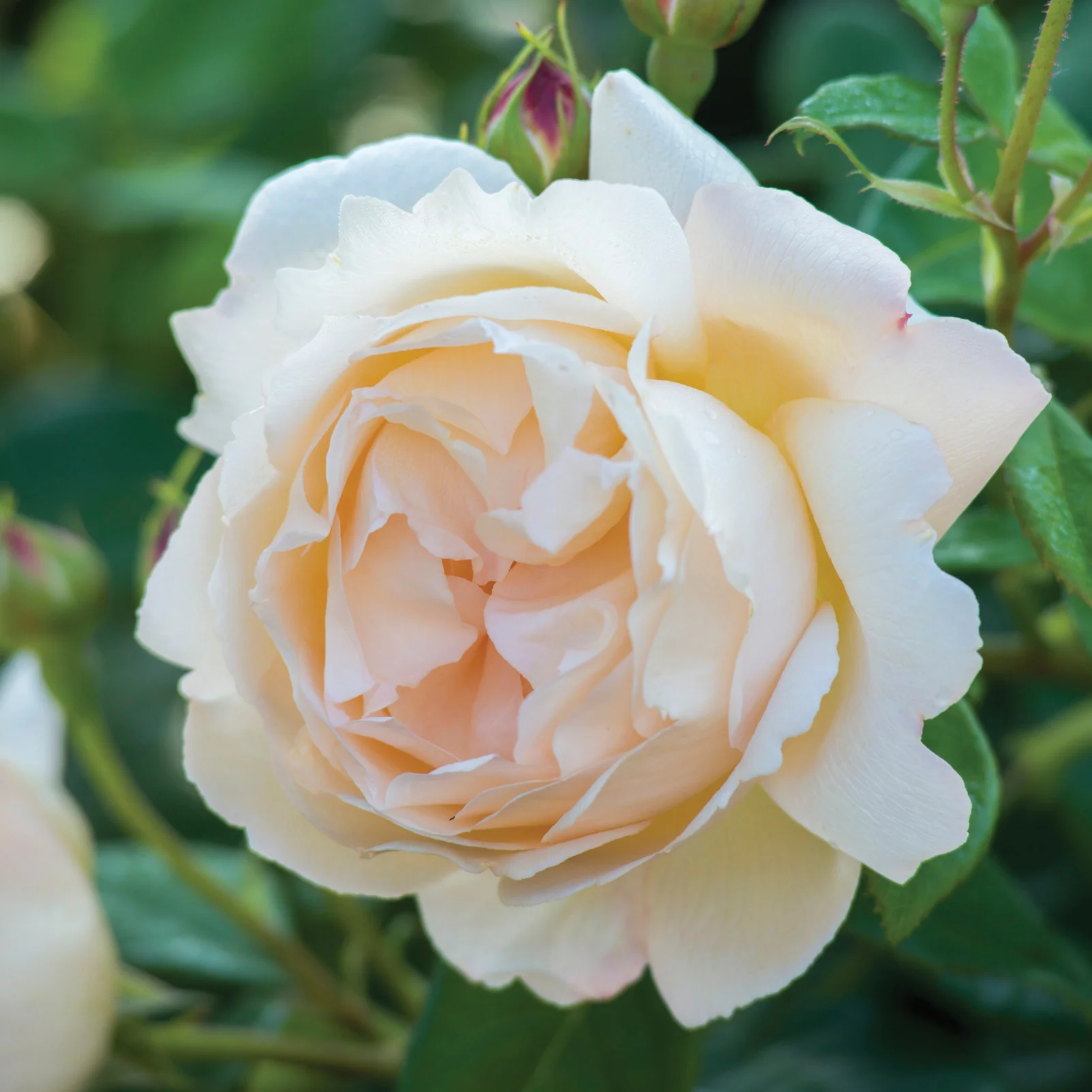 Wollerton Old Hall™ Rose Bush - Image 4